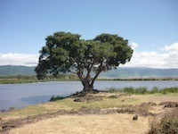 Tansania Baum