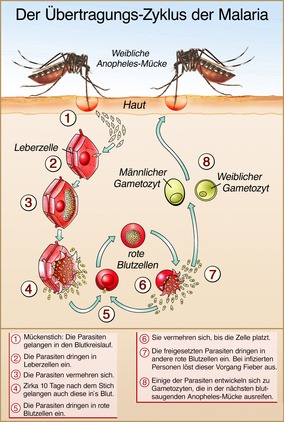 Malaria Übertragungswege